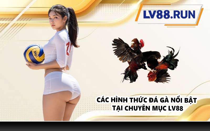 Các hình thức đá gà nổi bật tại chuyên mục LV88