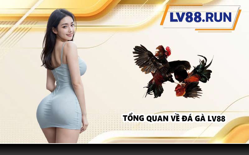 Tổng quan về đá gà LV88